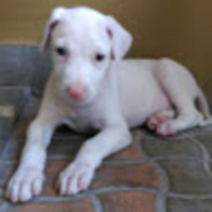 Meet your Posher, Sherline